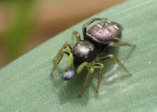 Réf. 194 725 : Heliophanus cupreus